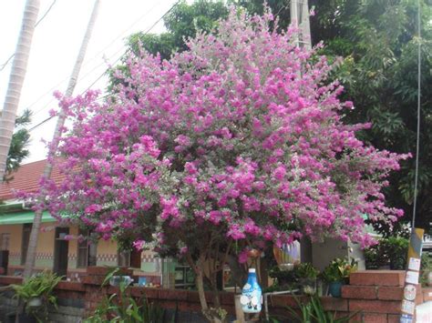 芙蓉樹照顧